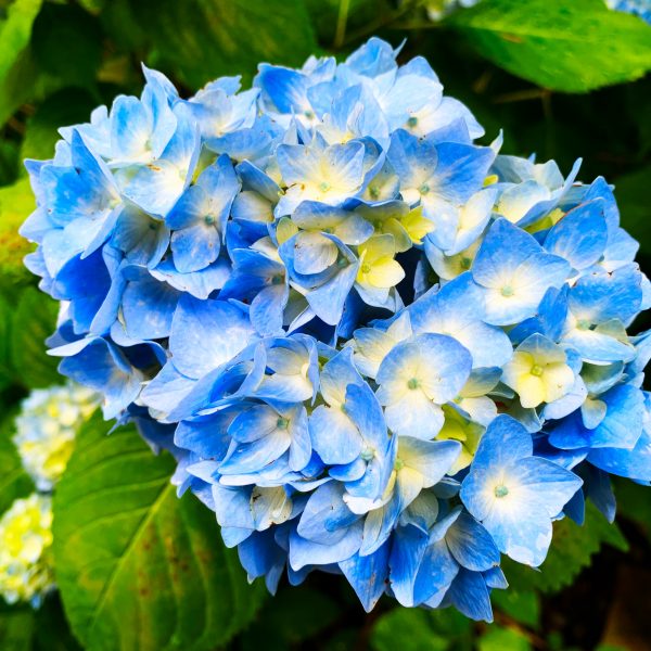 Hortensie albastră FABOLO BLUE, în ghiveci. Preț bun ❤️ FloraPris