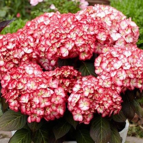 Hortensie bicoloră SAXON COSEL, în ghiveci. Preț bun ❤️ FloraPris