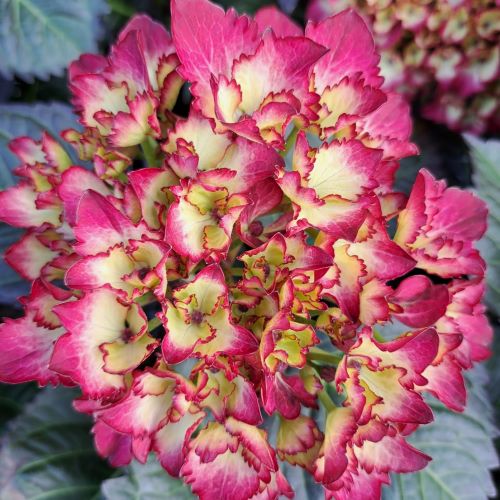 Hortensie bicoloră SAXON COSEL ❤️ FloraPris