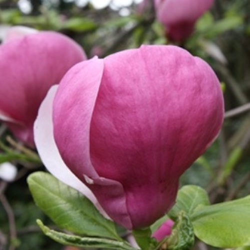 Magnolia soulangeana Lennei roz la ghiveci, cca 150 cm, preț bun ❤️ FloraPris