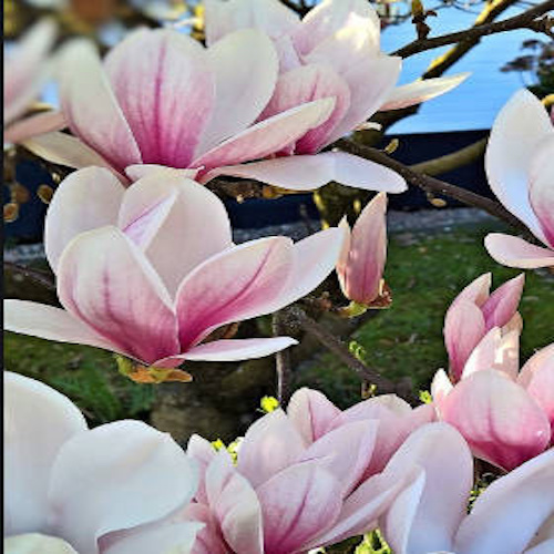 Magnolia tufă Amabilis în ghiveci, preț excepțional ❤️ FloraPris