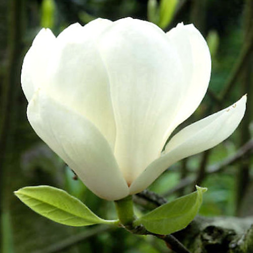 Magnolia soulangeana Lennei albă la ghiveci, cu preț bun ❤️ FloraPris