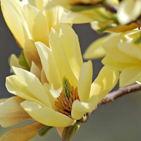 Magnolia galbenă Butterflies