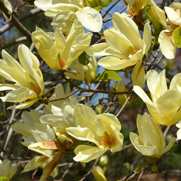 Magnolia galbenă Elizabeth