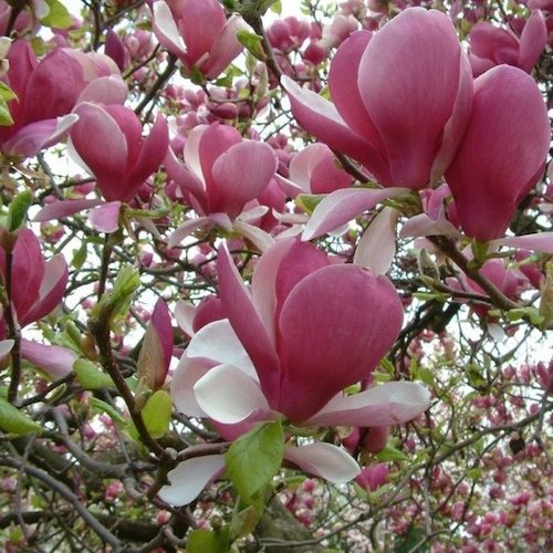 Magnolia soulangeana Rustica Rubra la ghiveci, 130 cm ❤️ FloraPris
