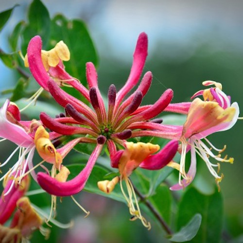 Caprifoi roșu - Lonicera American Beauty ❤️ FloraPris