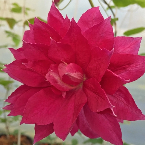 Clematis Red Star la cel mai bun preț