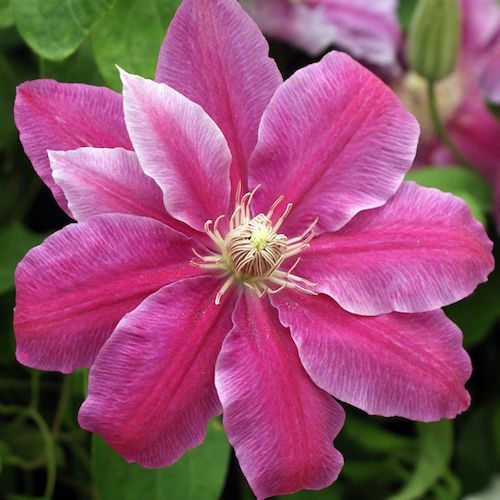 Clematis roz Doctor Ruppel