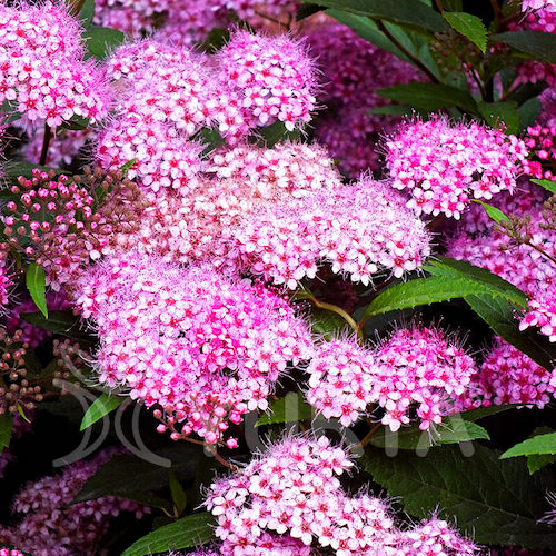 Cununița - spiraea japonica Genpei, în ghiveci ❤️ FloraPris