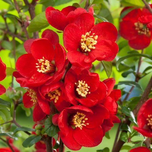 Gutui japonez Fire Dance, arbust cu flori roșii ❤️ FloraPris