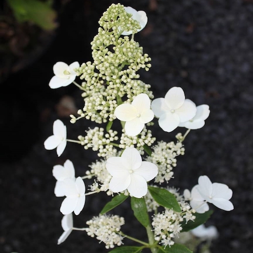 Hortensie albă Kyusho, în ghiveci. Preț bun ❤️ FloraPris