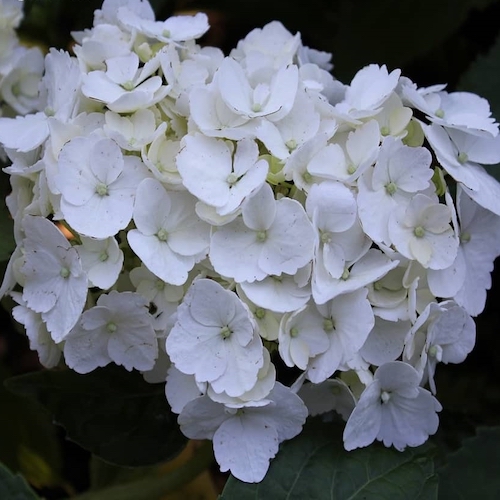 Hortensie albă Madame Emile Mouillere, în ghiveci. Preț bun ❤️ FloraPris