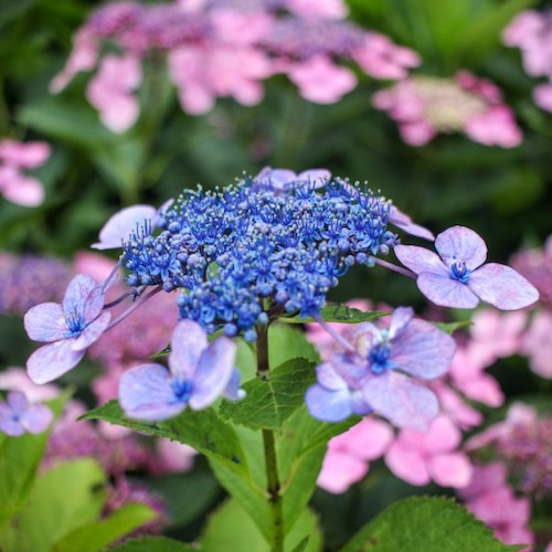 Hortensie albastră Bluebird, în ghiveci ❤️ FloraPris