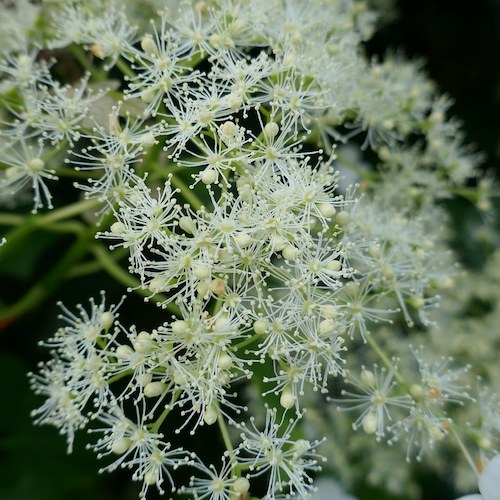 Hortensie cățărătoare Anomala Petiolaris, în ghiveci ❤️ FloraPris