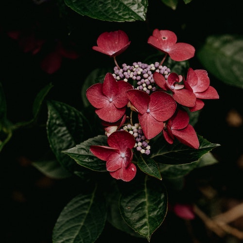 Hortensie roșie Wims Red, în ghiveci ❤️ FloraPris Hortensie roșie Wims Red, în ghiveci ❤️ FloraPris