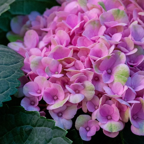 Hortensie roz Gertrud Glahn, în ghiveci. Preț bun ❤️ FloraPris