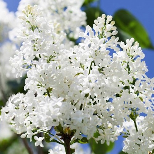 Liliac alb Agnes Smith de vânzare, la ghiveci, preț mic ❤️ FloraPris
