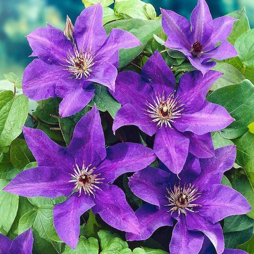 Clematis mov The President