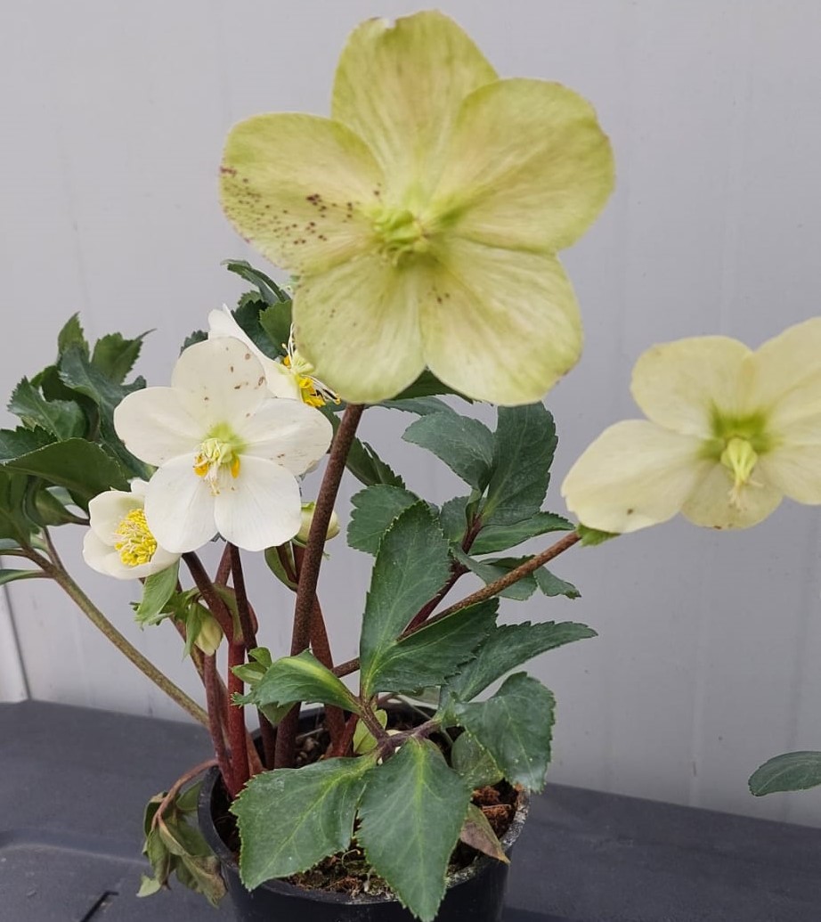 Spânz (helleborus) cu flori albe de vânzare la ghiveci ❤️ FloraPris