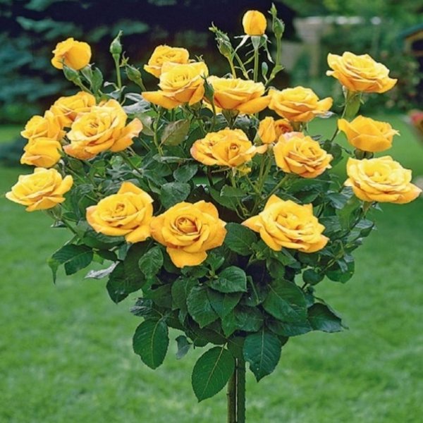 Trandafir Pomișor galben, înalt, 120 cm, la ghiveci