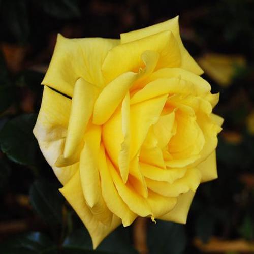 من المستغرب جمعيه على نطاق واسع  Trandafiri pomișor de vânzare, la preț mic ❤️ FloraPris