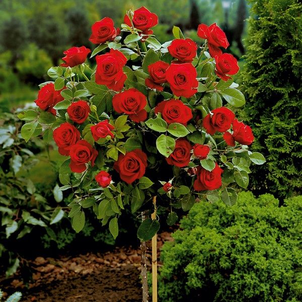 Trandafir Pomișor roșu, la ghiveci, H 130 cm