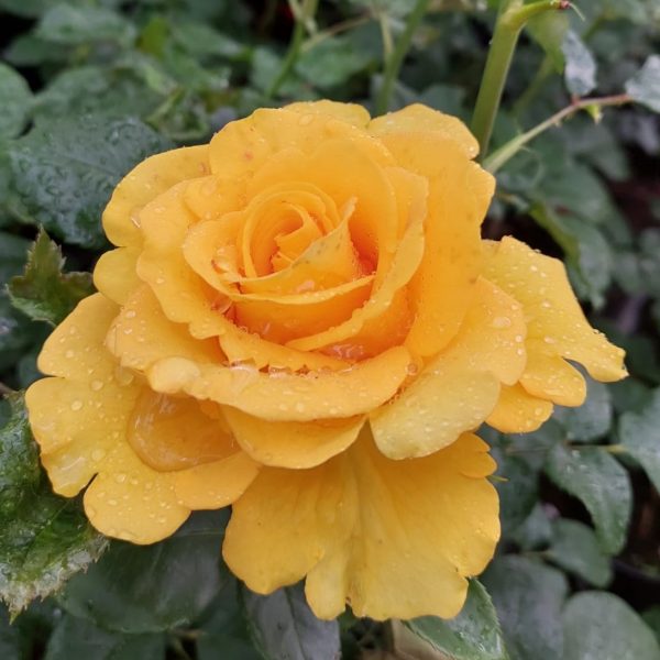 Trandafir galben de grădină Kerio cu preț mic ❤️ FloraPris