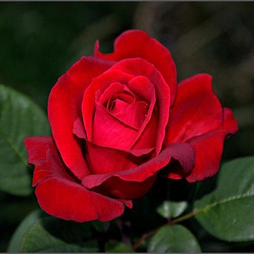 Trandafir teahibrid Red Berlin, la ghiveci, FloraPris