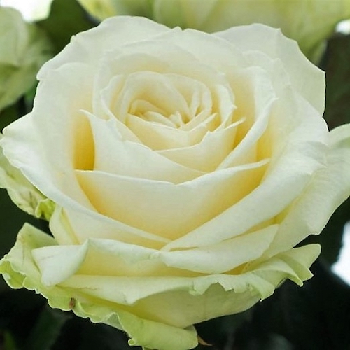 Trandafiri albi Avalanche