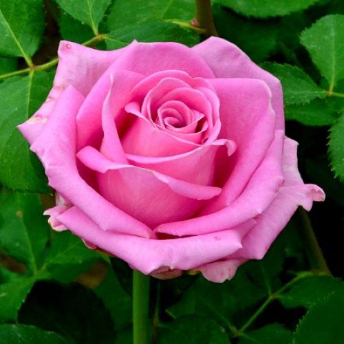 Trandafiri roz de grădină Aqua ❤️ FloraPris