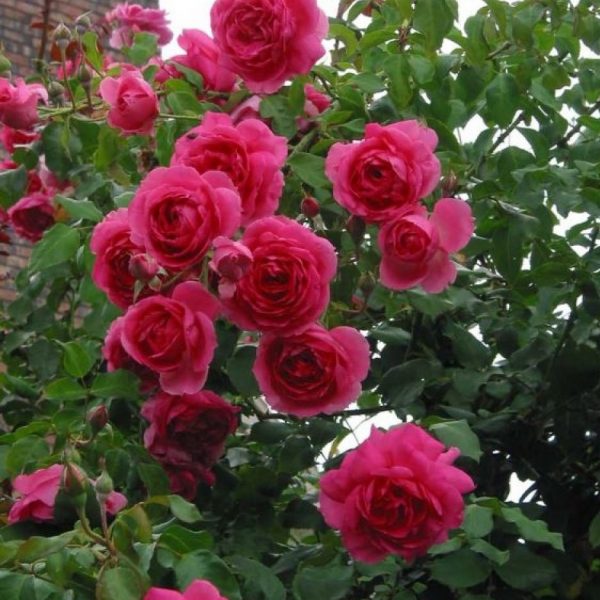 Trandafiri cățărători parfumați roz, de dulceață
