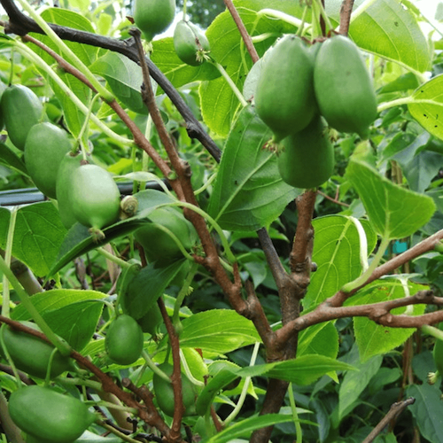 Kiwi Issai, la ghiveci. Liană cu fructe. Preț mic ❤️ FloraPris