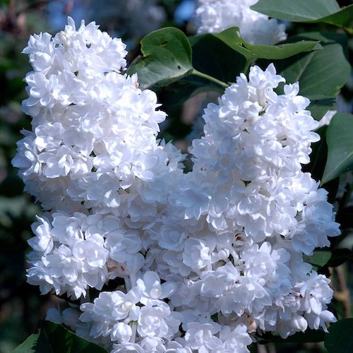 Liliac alb Florent Stepman. Liliac franțuzesc ❤️ FloraPris