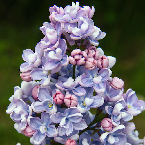 Liliac albastru Professor Hoser, la ghiveci, cu preț mic ❤️ FloraPris