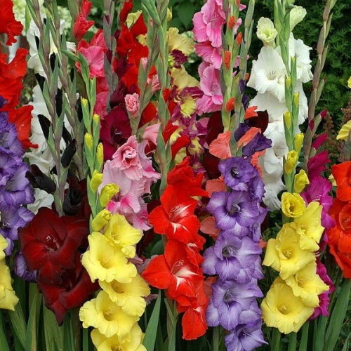 Bulbi gladiole mix, pachet 50 buc. diverse culori ❤️ FloraPris