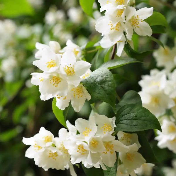 Iasomie - arbust ornamental cu flori, la ghiveci ❤️ FloraPris