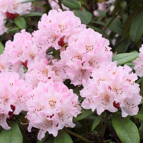 Rhododendron Cheer, în ghiveci ❤️ FloraPris