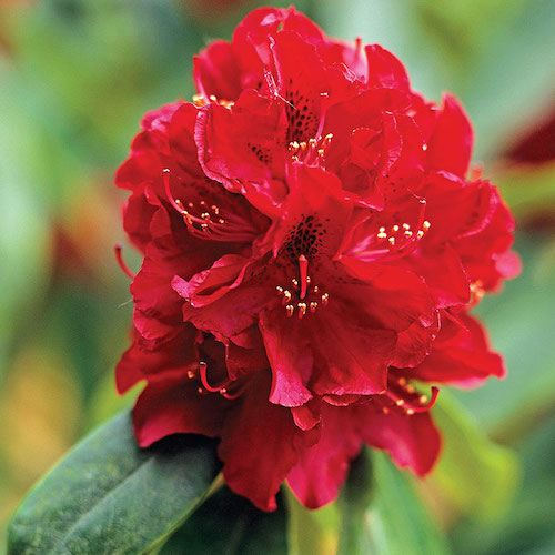 Rhododendron roșu în ghiveci, cca 50 cm ❤️ FloraPris