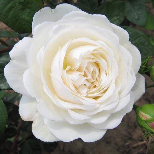 Trandafir David Austin alb la ghiveci, ❤️ FloraPris