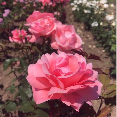 Trandafir teahibrid Queen of England la ghiveci ❤️ FloraPris