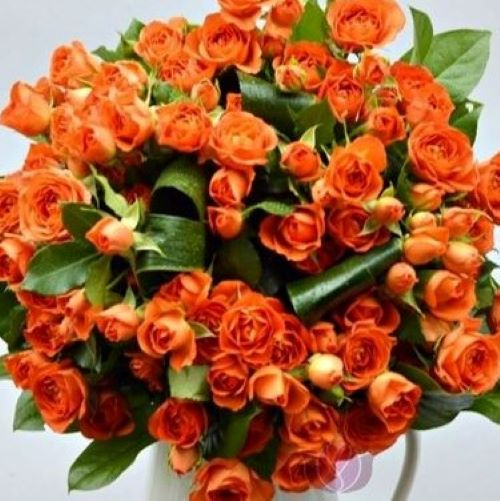 Trandafiri pitici de vânzare la ghiveci, floribunda ❤️ FloraPris
