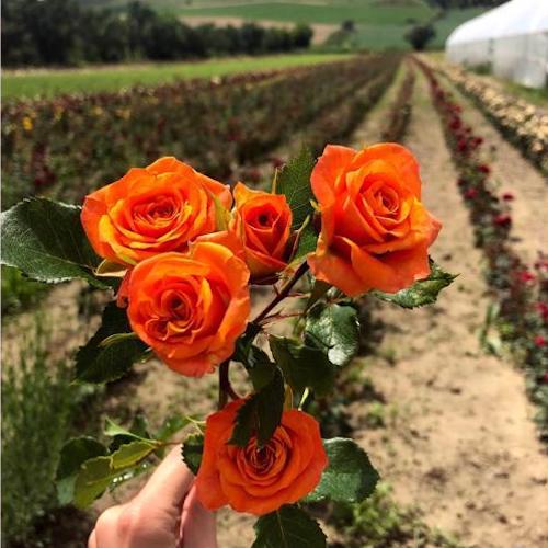 Trandafiri pitici de vânzare la ghiveci, floribunda, preț bun ❤️ FloraPris