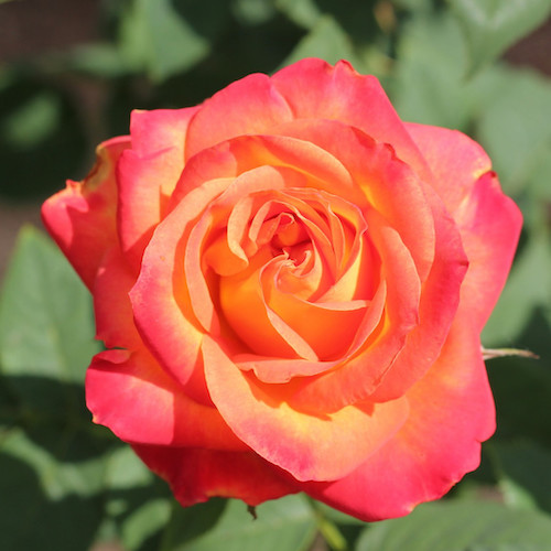 Trandafir teahibrid Alinka la ghiveci, preț bun ❤️ FloraPris