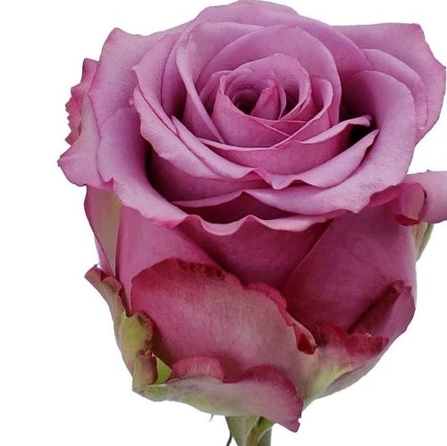 Trandafir teahibrid Moody Blues de vânzare la ghiveci ❤️ FloraPris