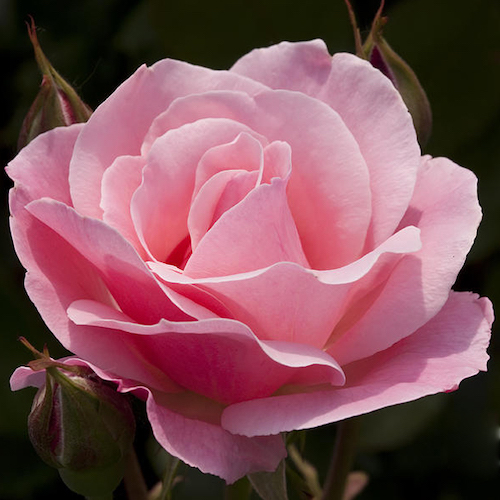 Trandafir teahibrid Queen of England la ghiveci, preț bun ❤️ FloraPris