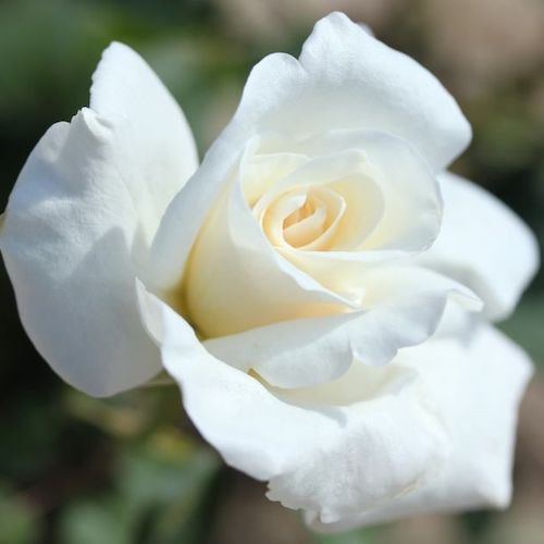 Trandafir teahibrid Alb Virgo la ghiveci ❤️ FloraPris