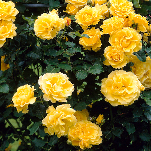 Trandafir urcător galben la ghiveci, pret bun ❤️ FloraPris