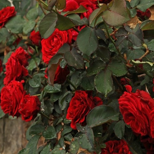 Trandafir urcător roșu de vânzare la ghiveci, pret mic❤️ FloraPris