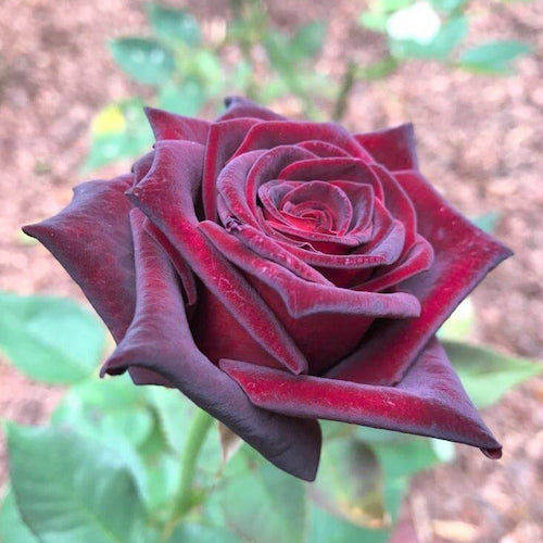 Trandafir teahibrid Black Baccara de vânzare la ghiveci ❤️ FloraPris