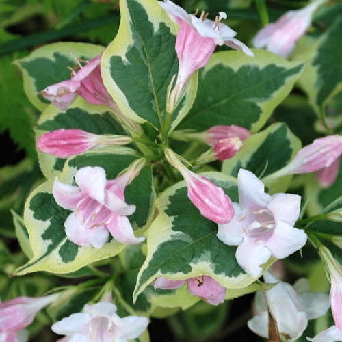 Weigela florida variegata - arbust cu flori la ghiveci. Preț bun ❤️ FloraPris